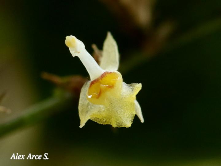 Sigmatostalix integrilabris