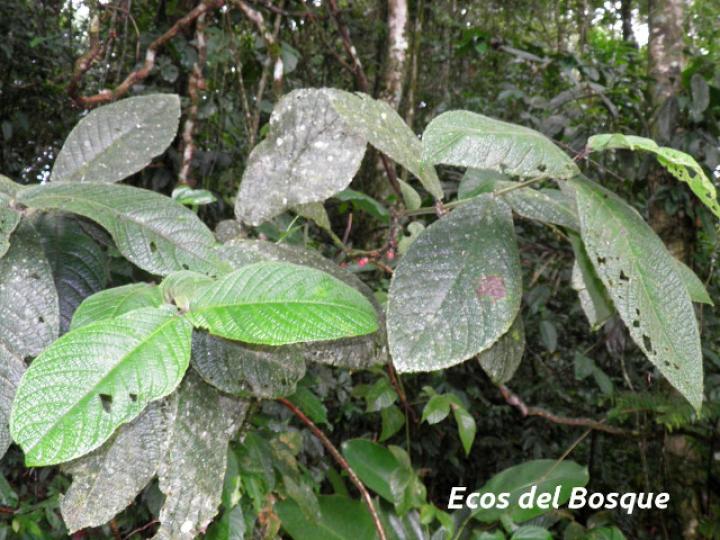 Siparuna grandiflora (Limoncillo)