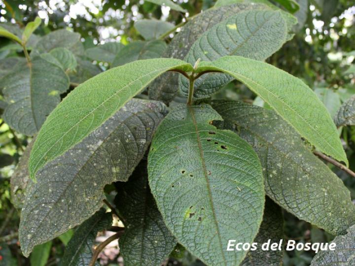 Siparuna grandiflora (Limoncillo)
