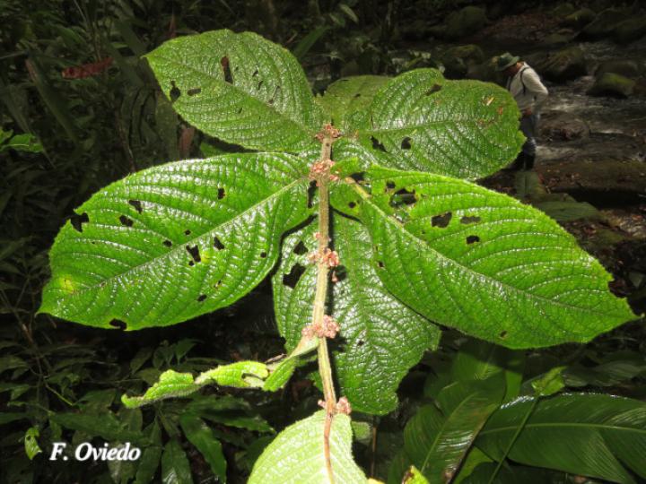 Siparuna grandiflora (Limoncillo)