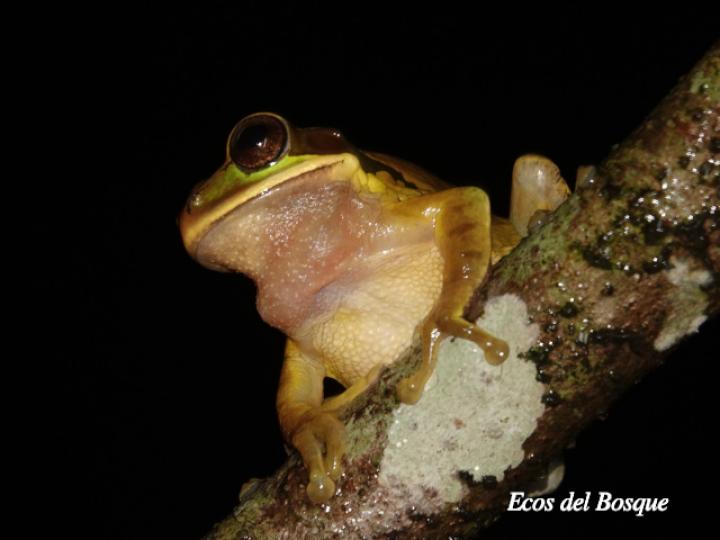 Smilisca phaeota (Rana arborícola enmascarada) Smilisca phaeota (Rana arborícola enmascarada)