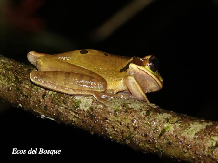 Smilisca phaeota (Rana arborícola enmascarada) Smilisca phaeota (Rana arborícola enmascarada)