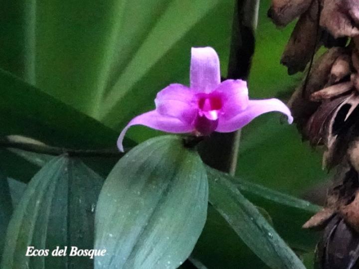 Sobralia decora