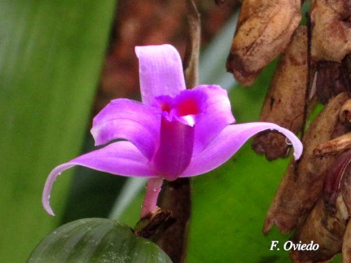 Sobralia decora