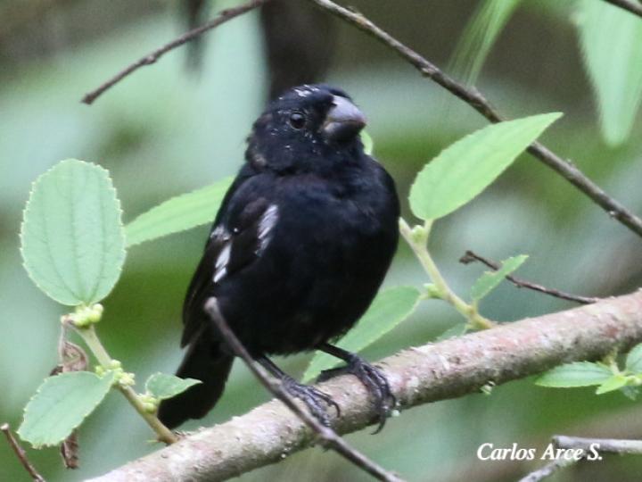 Sporophila corvina (Espiguero variable)