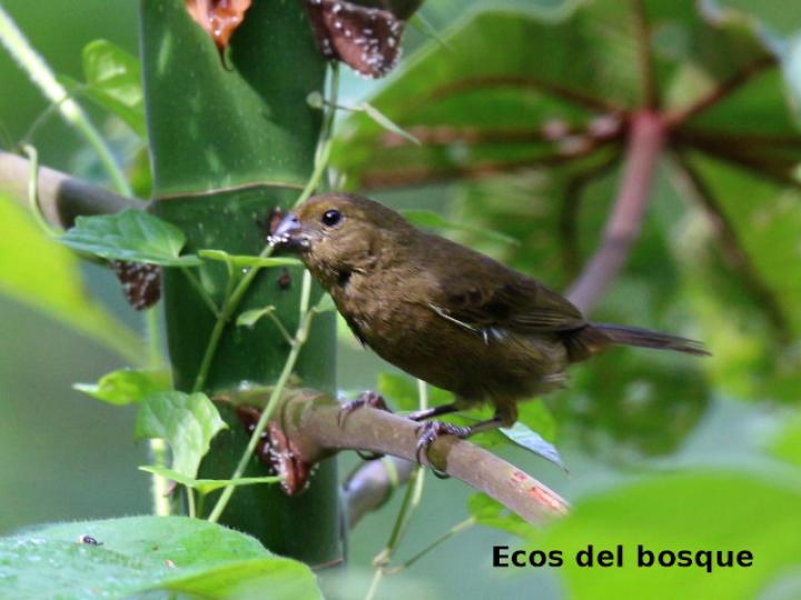 Sporophila funerea (Semillero pico grueso)