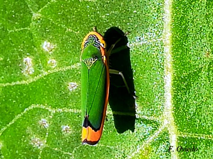 Stephanolla remota