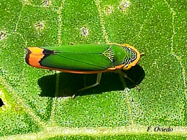 Stephanolla remota