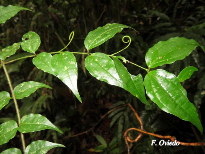 Strychnos panamensis (Huevos de toro)