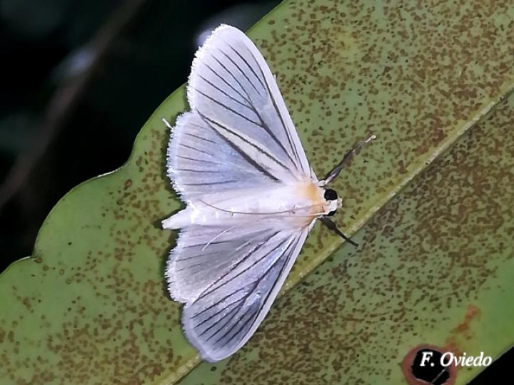 Syllepte striginervalis