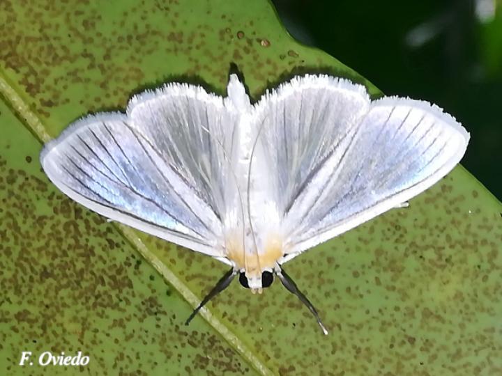 Syllepte striginervalis
