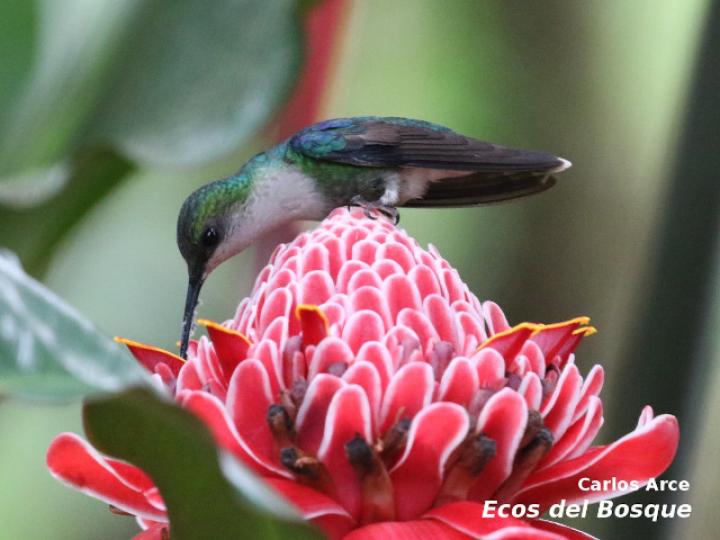Thalurania colombica (Ninfa verde-violeta)