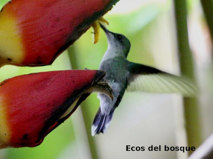 Thalurania colombica (Ninfa verde-violeta)