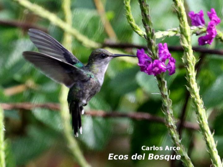 Thalurania colombica (Ninfa verde-violeta)