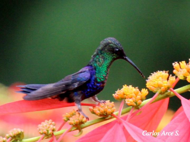 Thalurania colombica (Ninfa verde-violeta)
