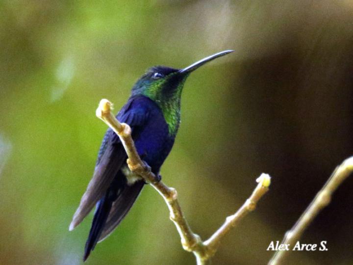 Thalurania colombica (Ninfa verde-violeta)