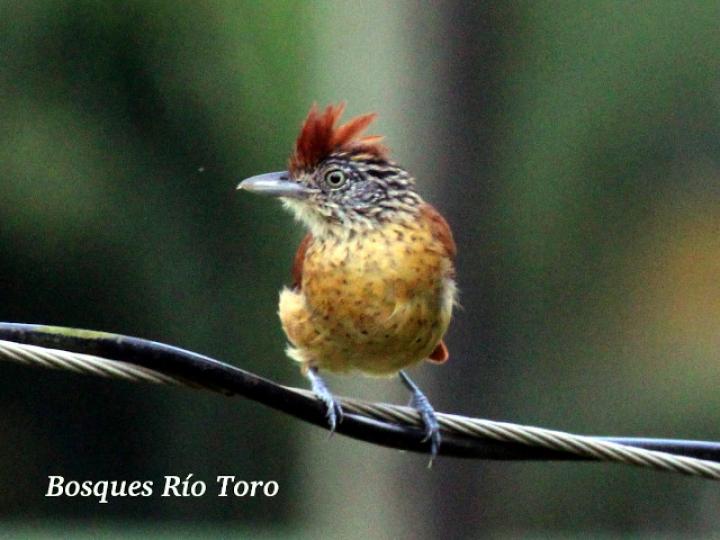 Thamnophilus doliatus (Batará barreteado)