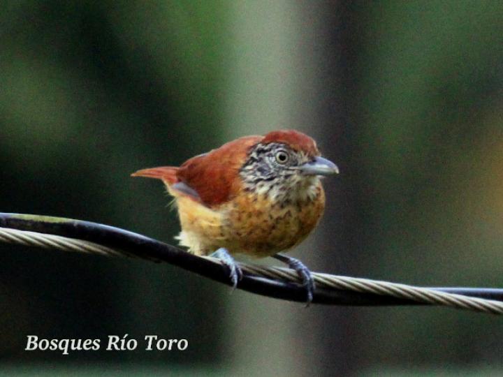 Thamnophilus doliatus (Batará barreteado)