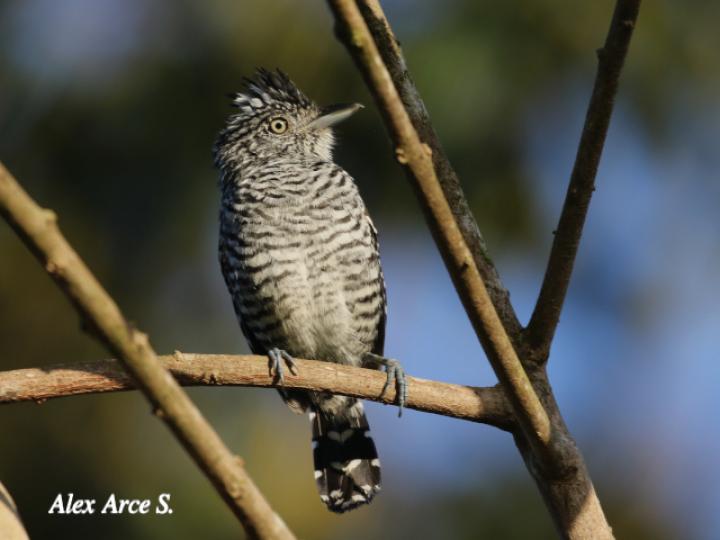 Thamnophilus doliatus (Batará barreteado)