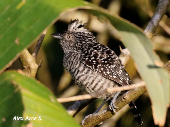 Thamnophilus doliatus (Batará barreteado)