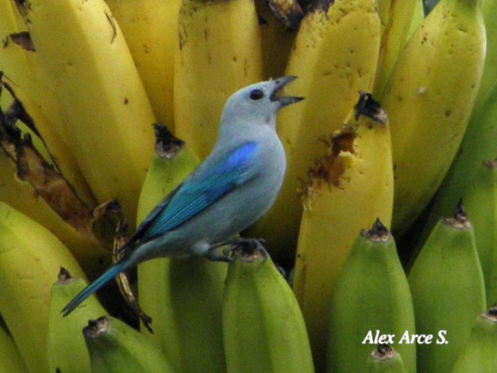 Thraupis episcopus (Tangara azuleja, viuda) en Musaceae