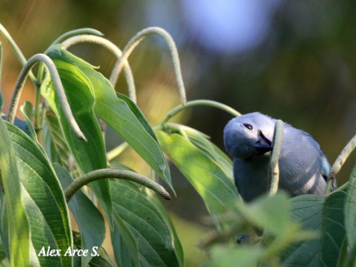 Piper aduncum (Cordoncillo)