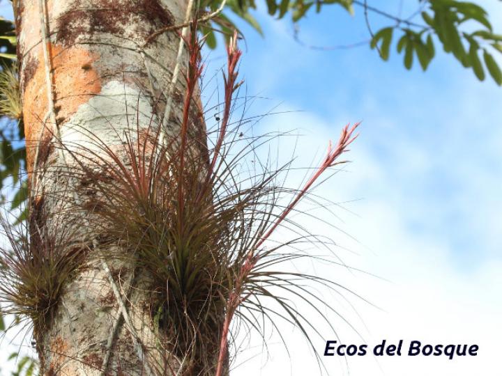 Tillandsia festucoides