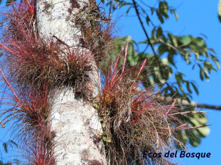 Tillandsia festucoides
