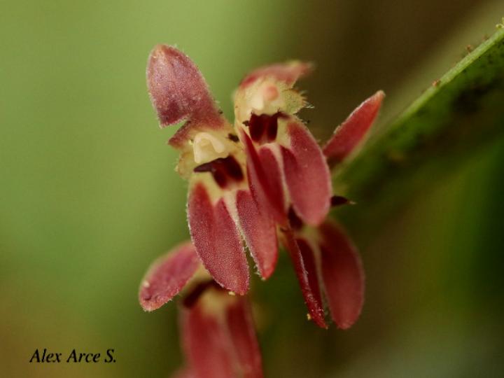 Trichosalpinx blaisdellii
