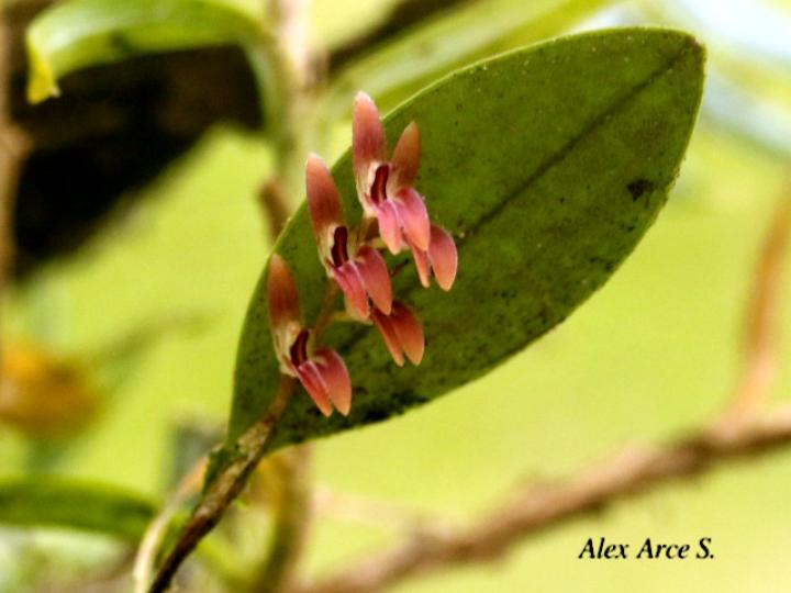 Trichosalpinx blaisdellii