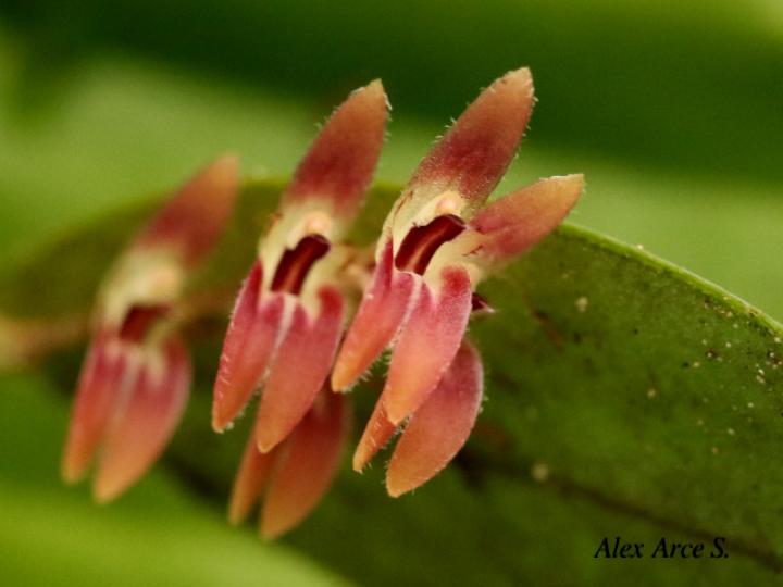 Trichosalpinx blaisdellii