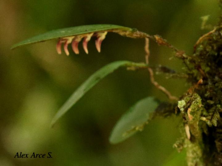 Trichosalpinx blaisdellii