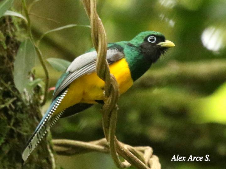 Trogon rufus (Trogón cabeciverde)