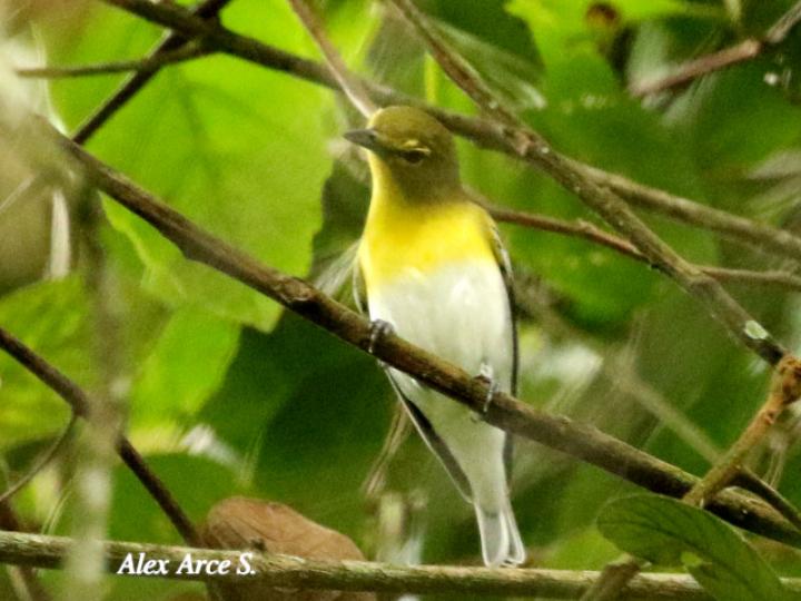 Vireo flavifrons (Vireo pechiamarillo)