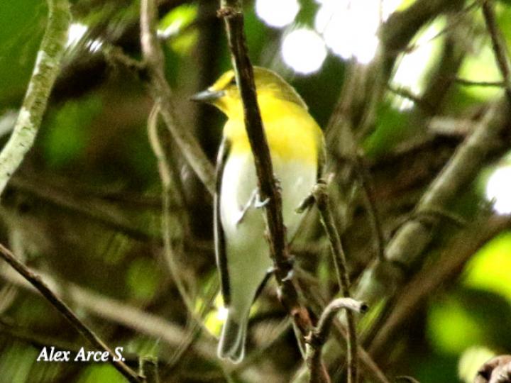 Vireo flavifrons (Vireo pechiamarillo)