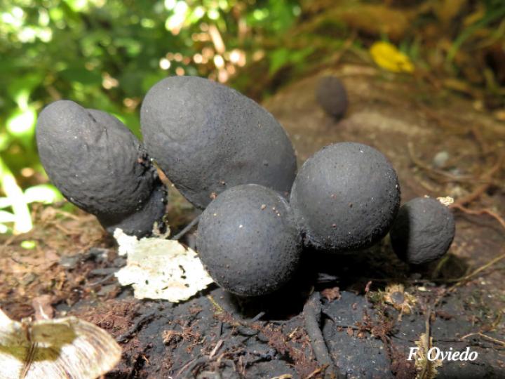 Xylaria schweinitzii