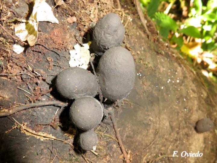 Xylaria schweinitzii