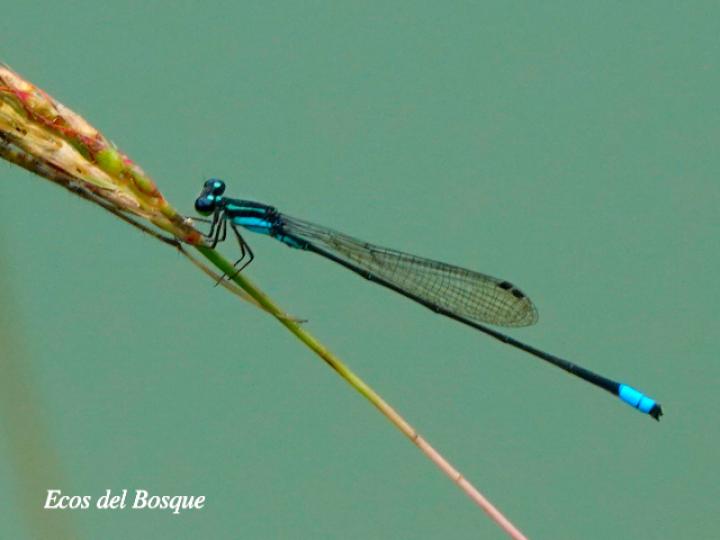 Acanthagrion speculum (Caballito de cola angulada)