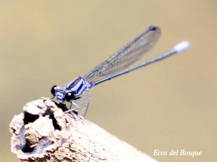 Acanthagrion speculum (Caballito de cola angulada)
