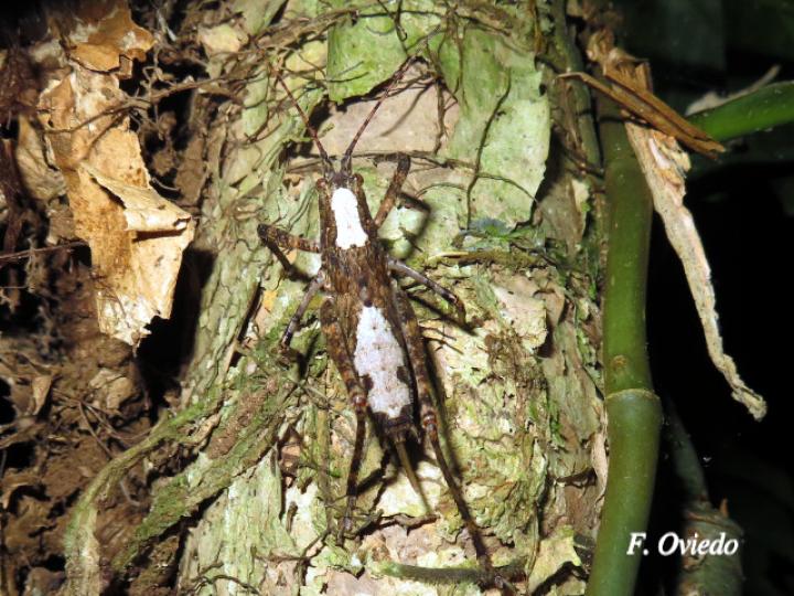 Acanthodis curvidens