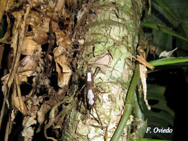 Acanthodis curvidens