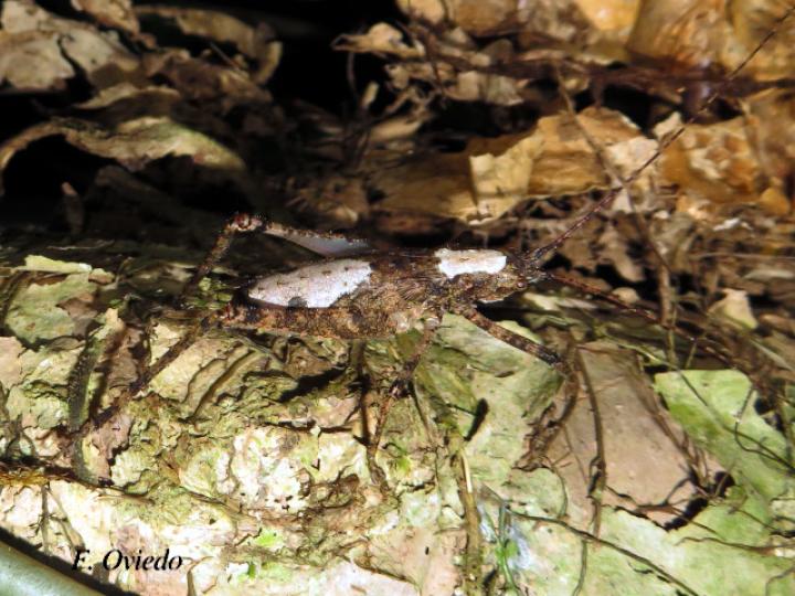 Acanthodis curvidens