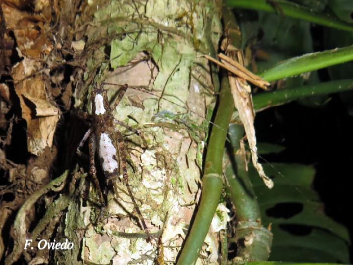 Acanthodis curvidens