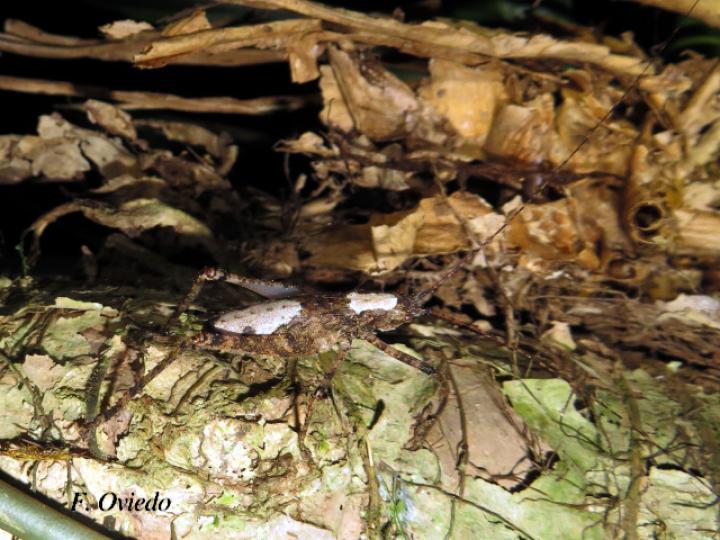 Acanthodis curvidens