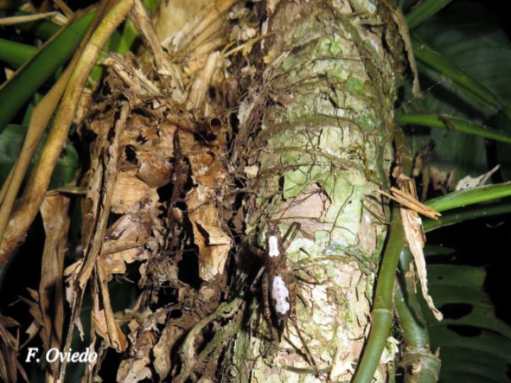 Acanthodis curvidens