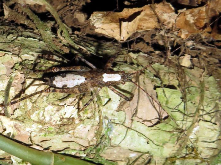 Acanthodis curvidens