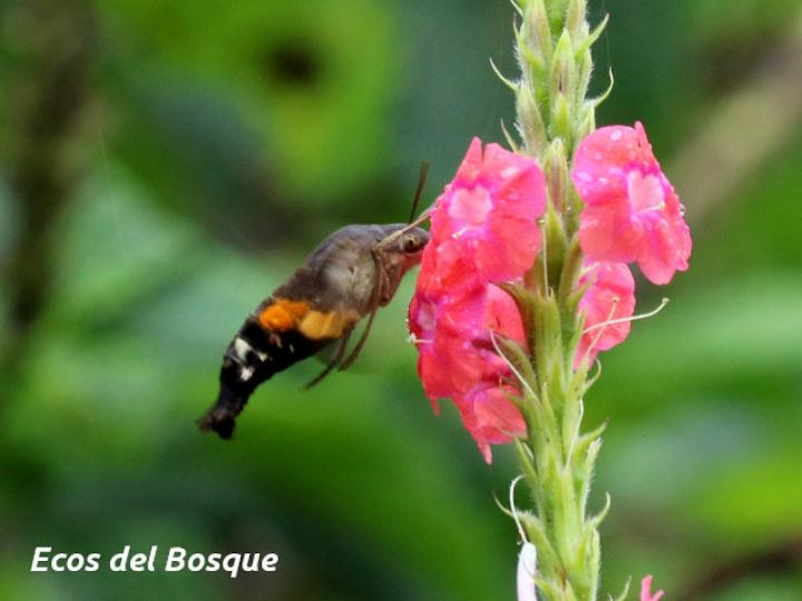 Aellopos ceculus (Mariposa colibrí)