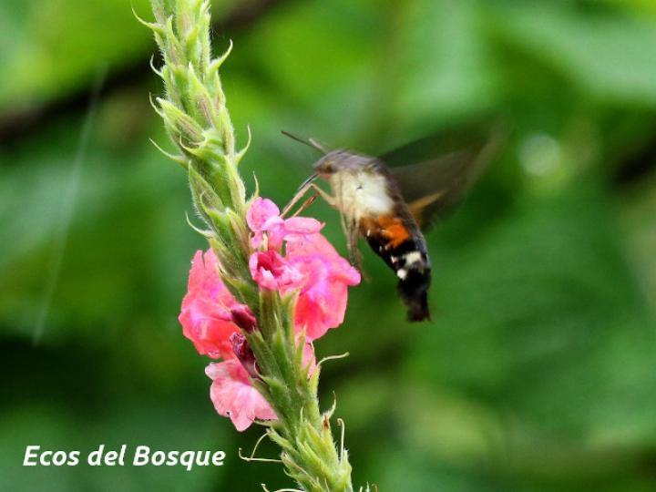 Aellopos ceculus (Mariposa colibrí)