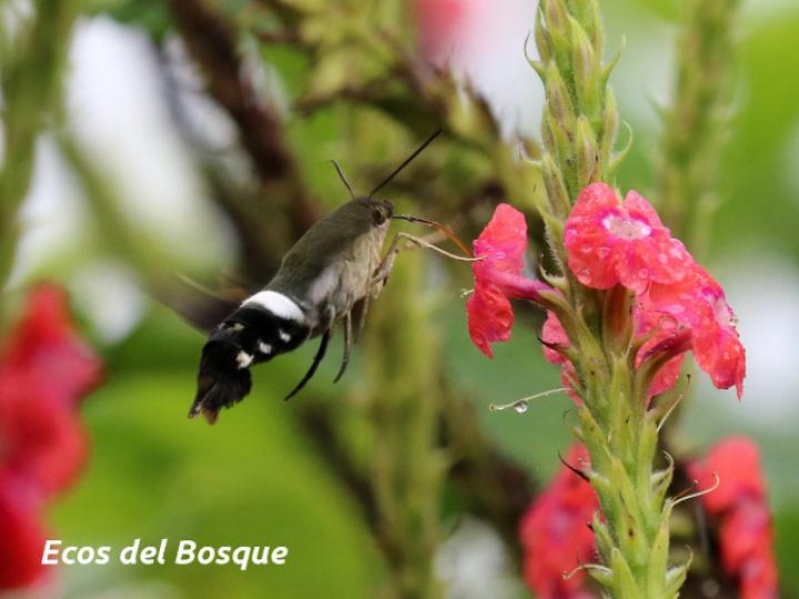 Aellopos titan (Mariposa colibrí)