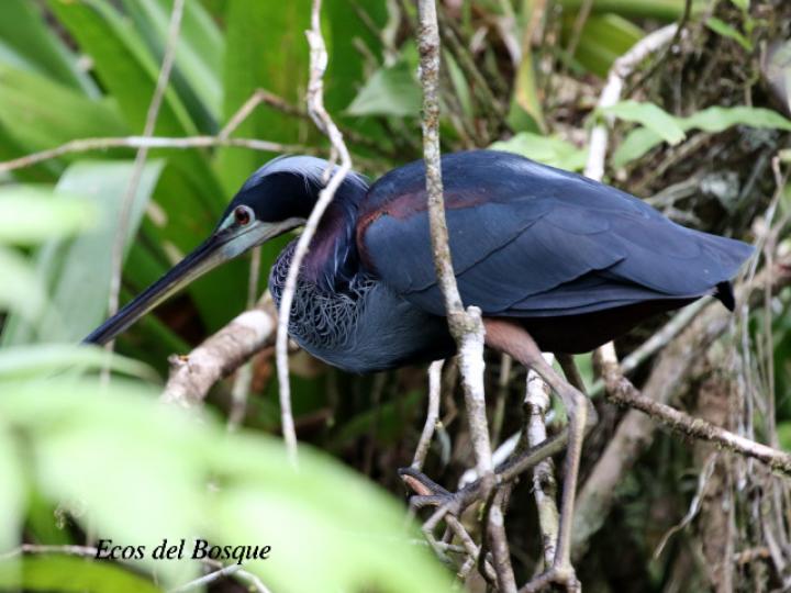Agamia agami (Garza agami)